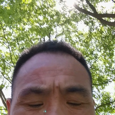 正宗芹芽现货秒发下单秒发