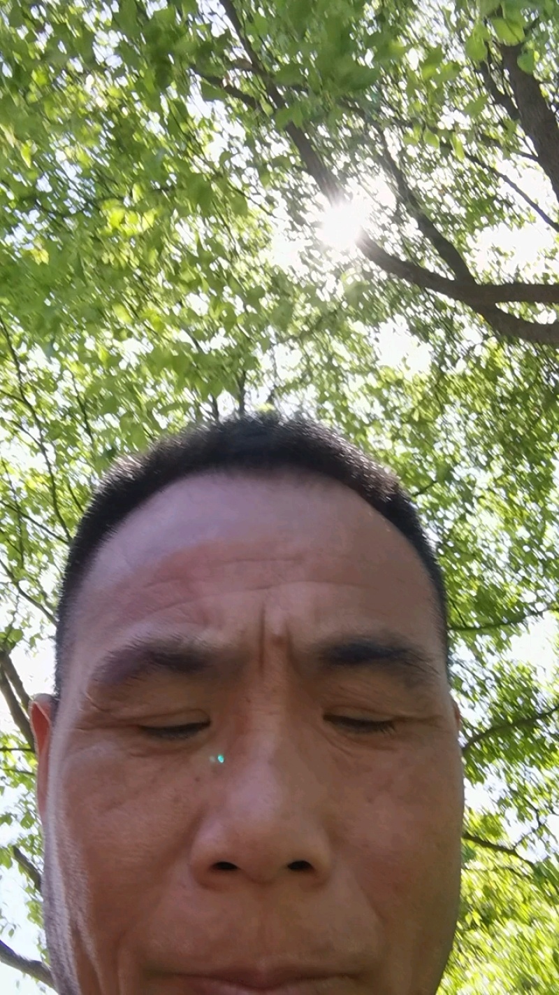 正宗芹芽现货秒发下单秒发