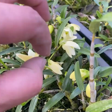 霍山米红花全开，漂亮！