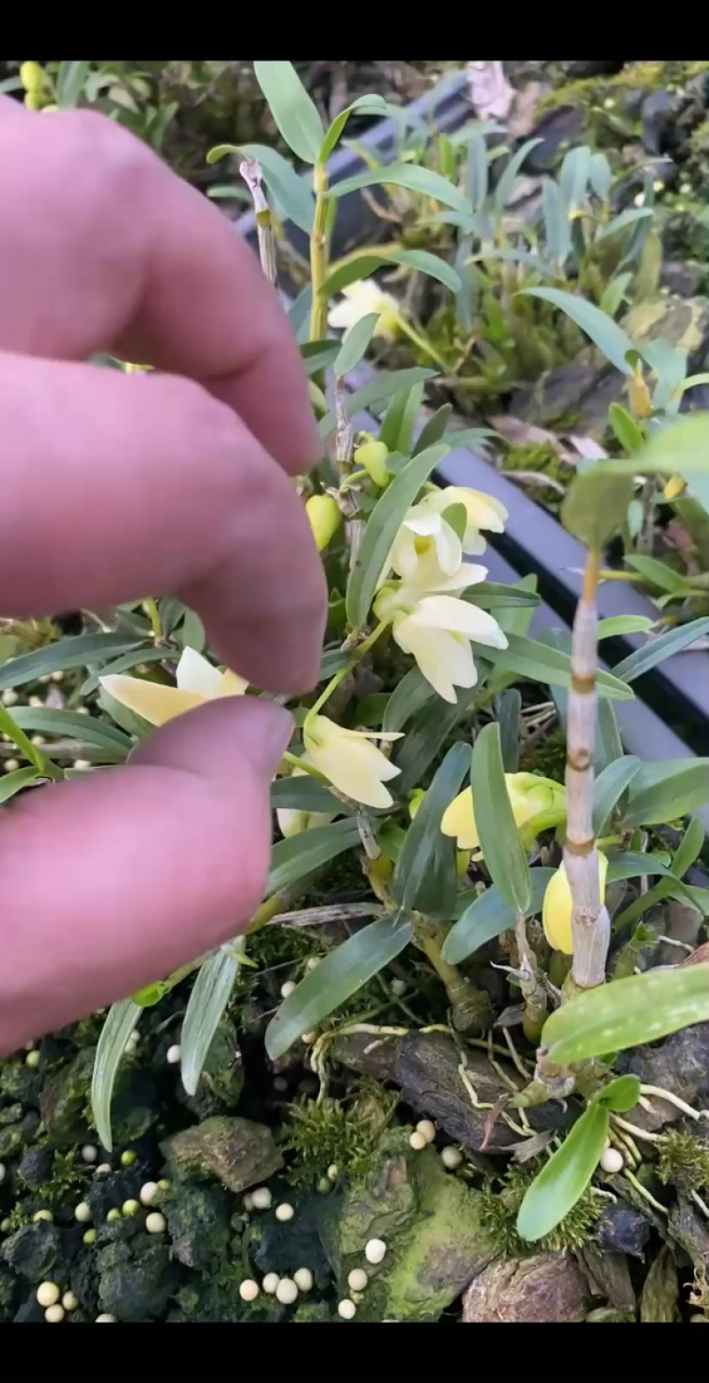 霍山米红花全开，漂亮！