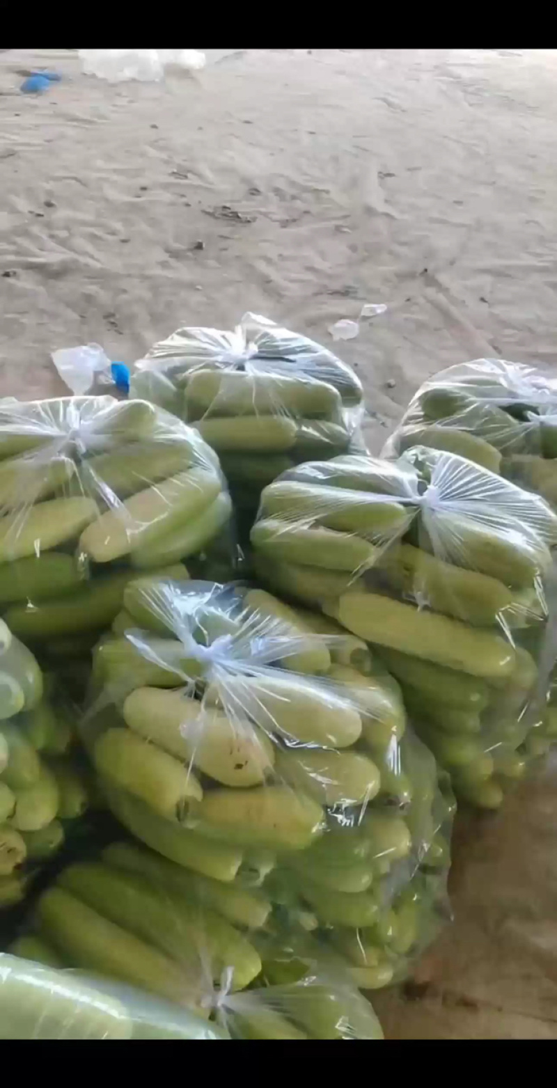 山东莘县西葫芦中国蔬菜**县新鲜采摘源头发货