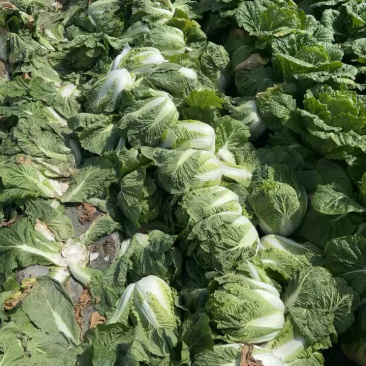 精品黄心白菜大白菜白菜，大量上市，欢迎各地老板来电询价