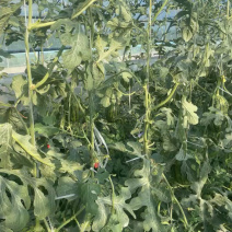 大量低价上市小糖丸脆皮无籽小西瓜小吊瓜，头茬鲜瓜产地批发