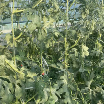 大量低价上市小糖丸脆皮无籽小西瓜小吊瓜,头茬鲜瓜产地批发