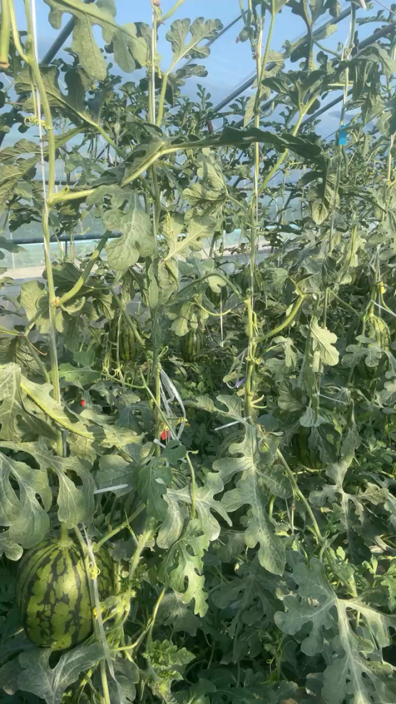 大量低价上市小糖丸脆皮无籽小西瓜小吊瓜，头茬鲜瓜产地批发