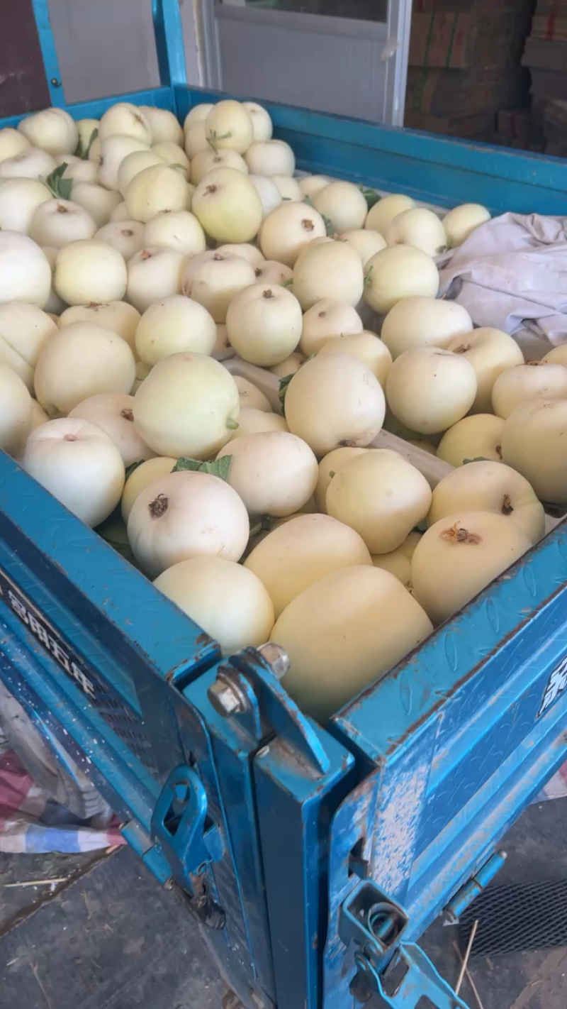 砀山精品甜瓜新鲜上市，货源充足，诚信经营，价格美丽
