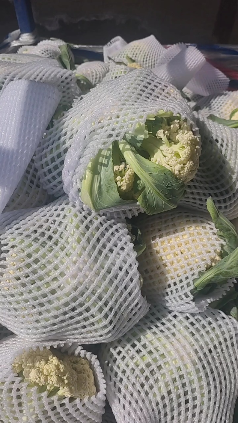 开封精品松花菜花菜有机花白面青梗小颗粒基地直发