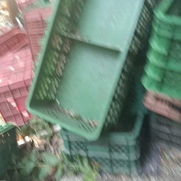 柏树支持视频看货，可发往全国市场