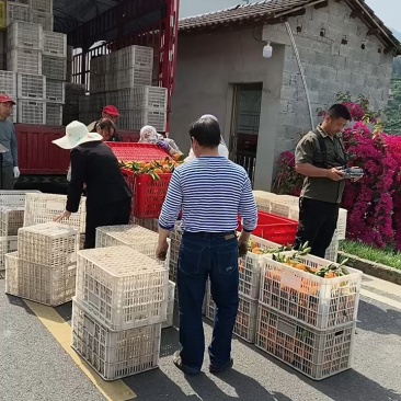 湖北橙子纽荷尔九月红长虹齐上市果园看货现采现发