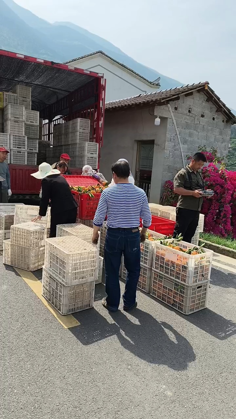 湖北橙子纽荷尔九月红长虹齐上市果园看货现采现发
