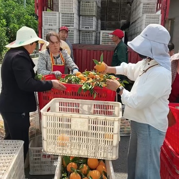 纽荷尔脐橙颜色火红无籽无渣口感甜支持视频看货可供商超批发