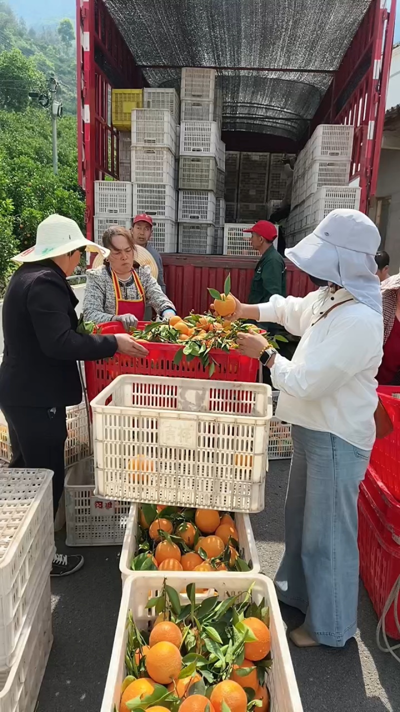 纽荷尔脐橙颜色火红无籽无渣口感甜支持视频看货可供商超批发