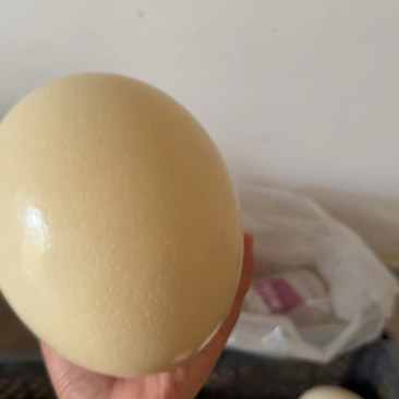 新鲜的鸵鸟蛋