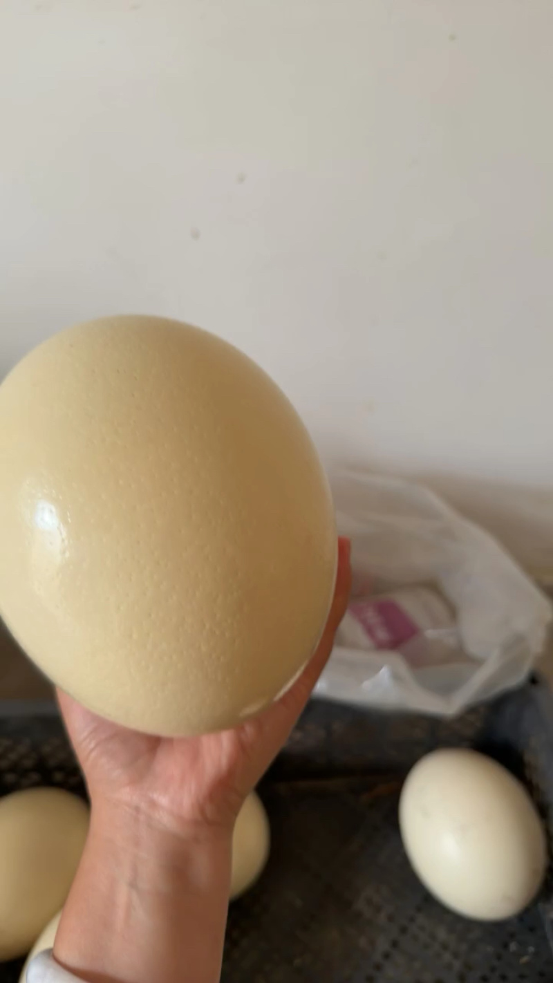 新鲜的鸵鸟蛋