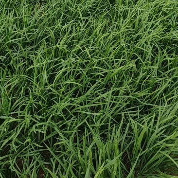 万亩大叶韭菜基地直供，货好，价格实惠，欢迎找我批发