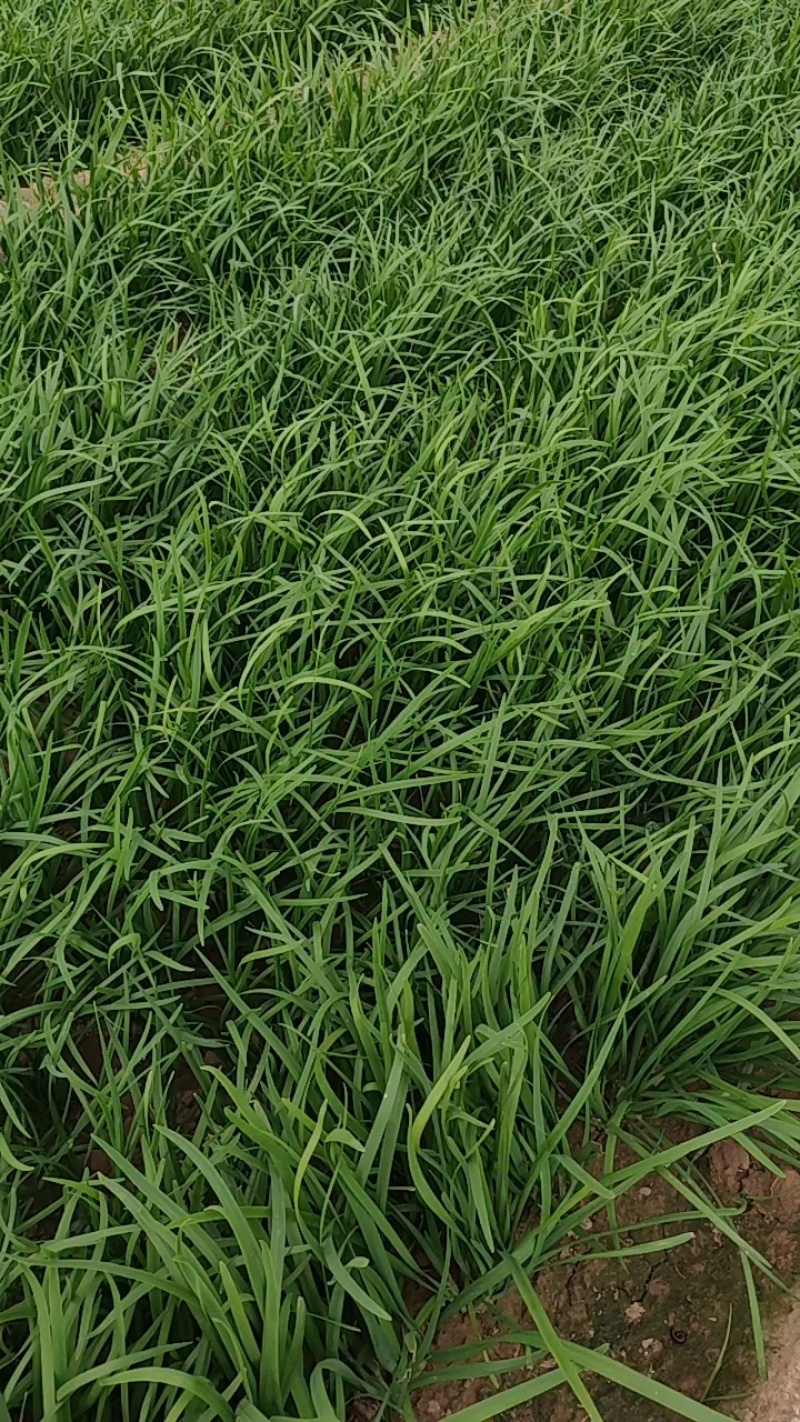 万亩大叶韭菜基地直供，货好，价格实惠，欢迎找我批发
