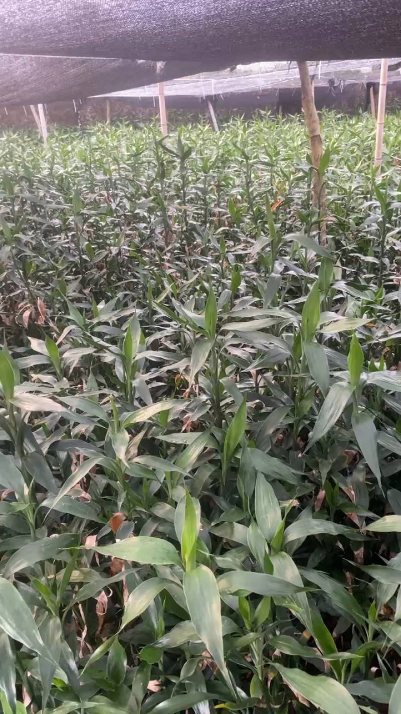 湛江麻章富贵竹，多规格可选，联系发货！