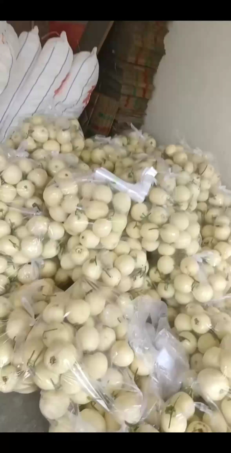 小白瓜大量上市，薄皮红肉，糖分高耐运输，一条龙服务