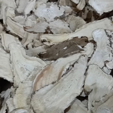 野生当归，品优好，原产地发货，大量供货，批发加零售