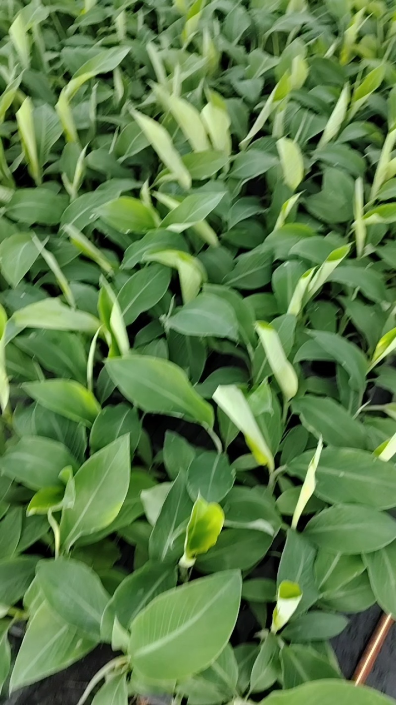 【品种丰富】广西威廉斯香蕉苗，粉蕉苗，西贡蕉苗基地直供