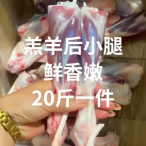 内蒙古精品羊副产品羊小腿/诚信经营/量大从优/工厂直发