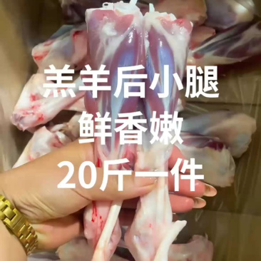 内蒙古精品羊副产品羊小腿/诚信经营/量大从优/工厂直发