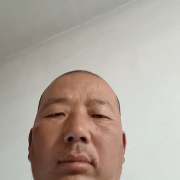 邯郸精品大叶香菜大量有货/量大价优/欢迎咨询