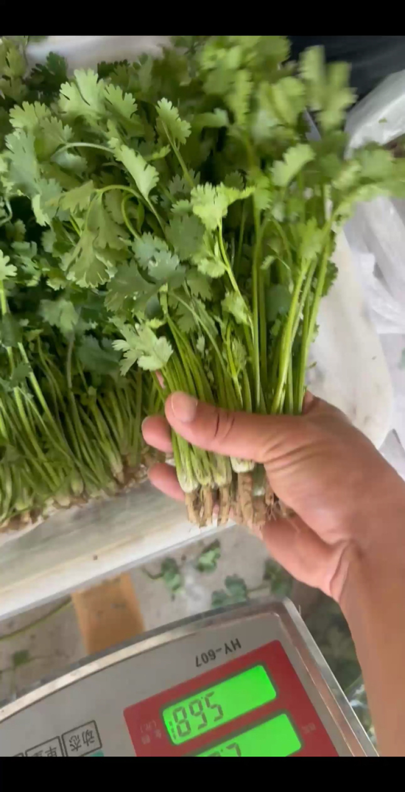 精品香菜铁杆青香菜产地一手货源量大价优欢迎随时电话洽谈