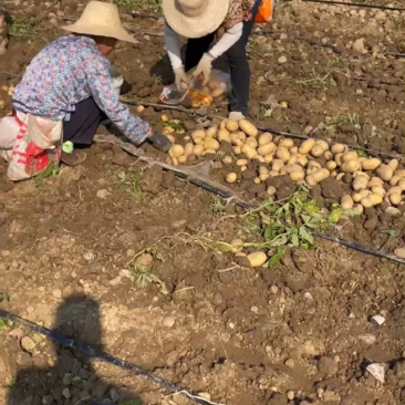 湖北黄心土豆，产地直发，大量出货，诚信经营。