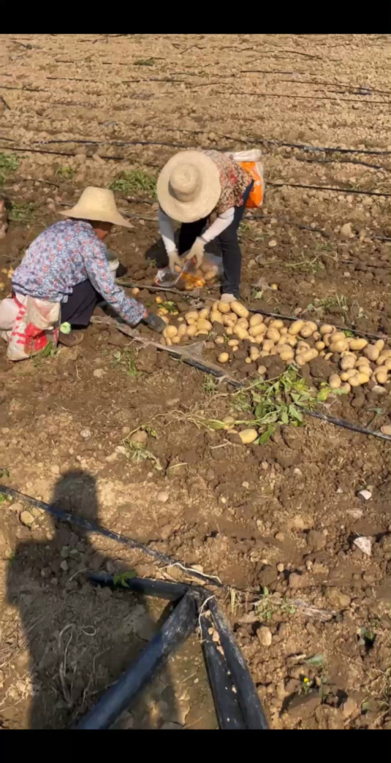 湖北黄心土豆，产地直发，大量出货，诚信经营。