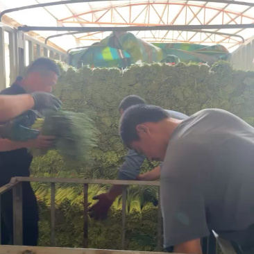 山东产地精品红包，蒜苔大量上市现采现摘