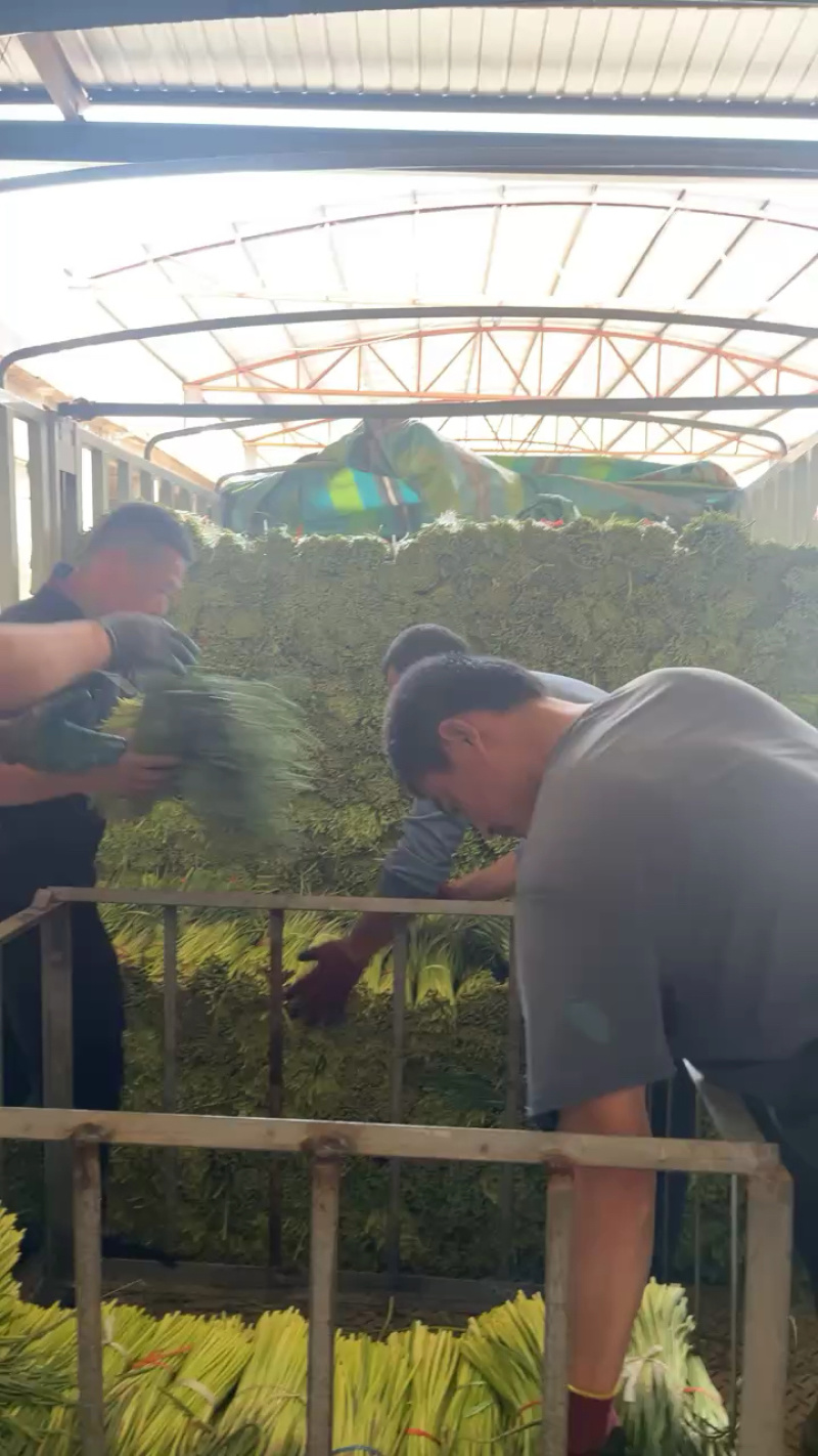 山东产地精品红包，蒜苔大量上市现采现摘