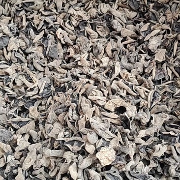 东北黑木耳，大量上市，全国发货，欢迎进店沟通