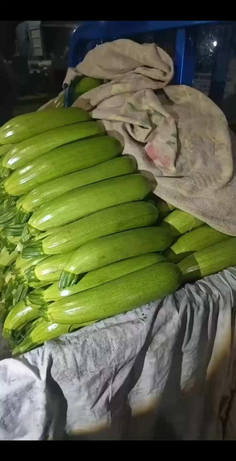 山东莘县西葫芦中国蔬菜**县新鲜采摘源头发货