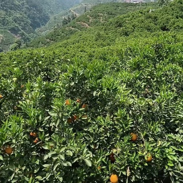 湖北秭归中华红血橙挂树鲜果皮薄汁多对接电商市场社区团购