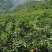湖北秭归中华红血橙挂树鲜果皮薄汁多对接电商市场社区团购