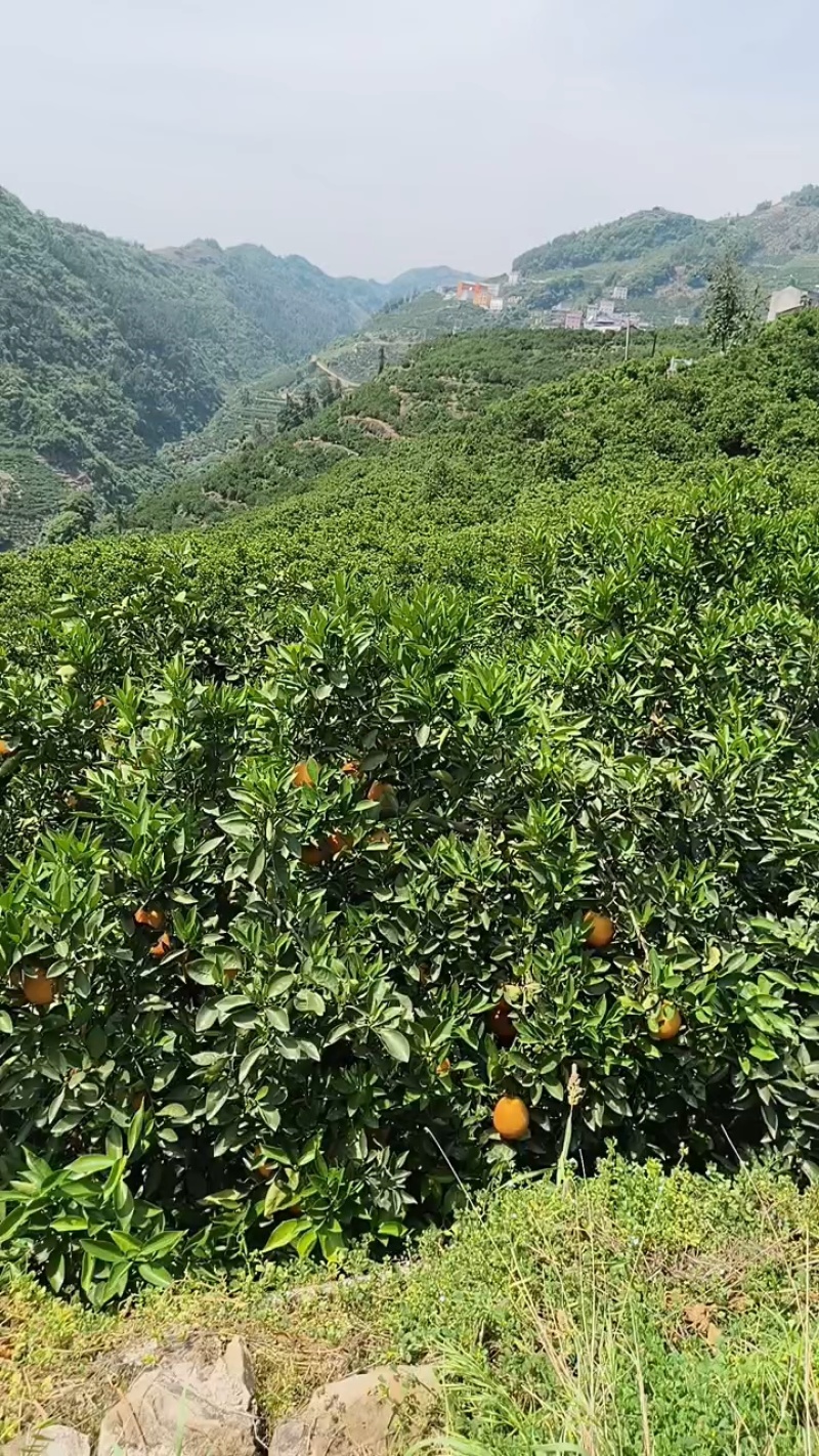 湖北秭归中华红血橙挂树鲜果皮薄汁多对接电商市场社区团购