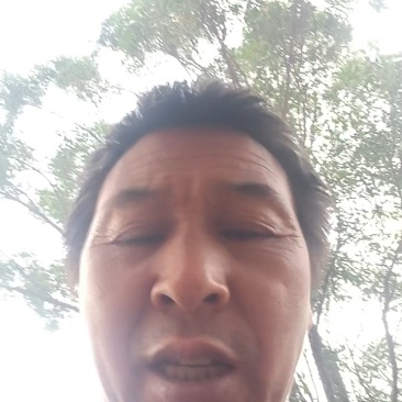 宾川贡菜产地直发自产自销全国发货质量保证颜色鲜代发