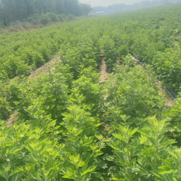 端午节艾草一手货源鲜货直发全国发货量大价优