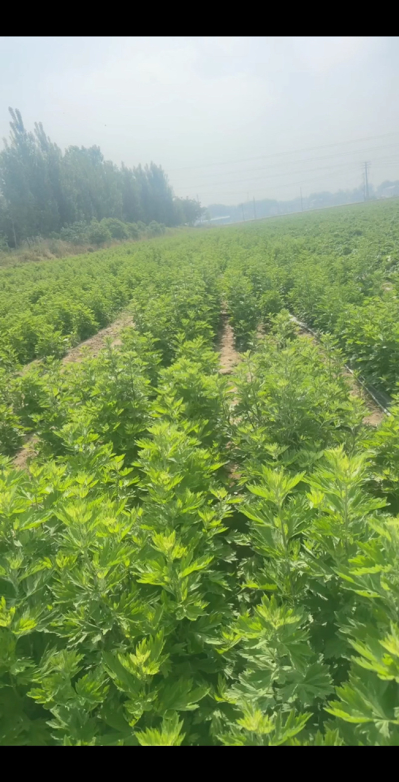 端午节艾草一手货源鲜货直发全国发货量大价优
