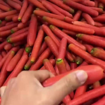 水果红罗卜精品上市供应充足规格齐全色泽红口感佳产地直销