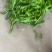 精品青线椒二荆条