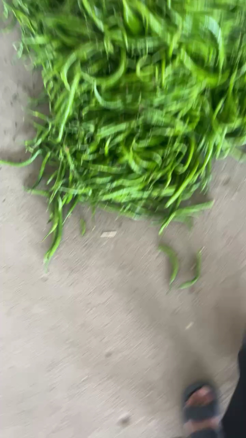 精品青线椒二荆条