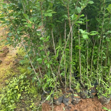 西梅苗法兰西西梅苗蓝蜜西梅苗基地供应品种保证