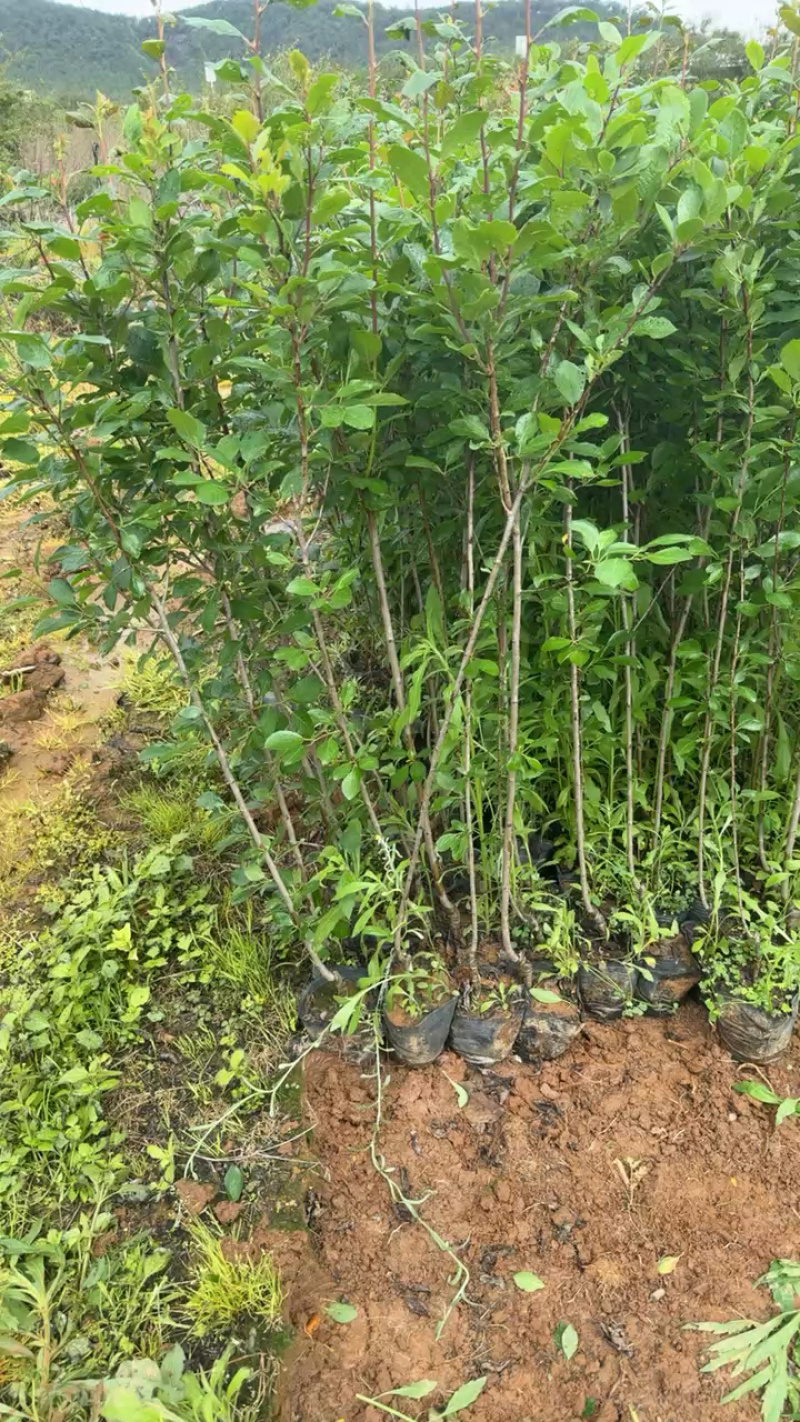 西梅苗法兰西西梅苗蓝蜜西梅苗基地供应品种保证