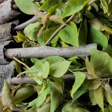 三角梅多品种四季开花树苗云南紫爬藤重瓣带原土绿樱庭院勤花