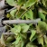 三角梅多品种四季开花树苗云南紫爬藤重瓣带原土绿樱庭院勤花