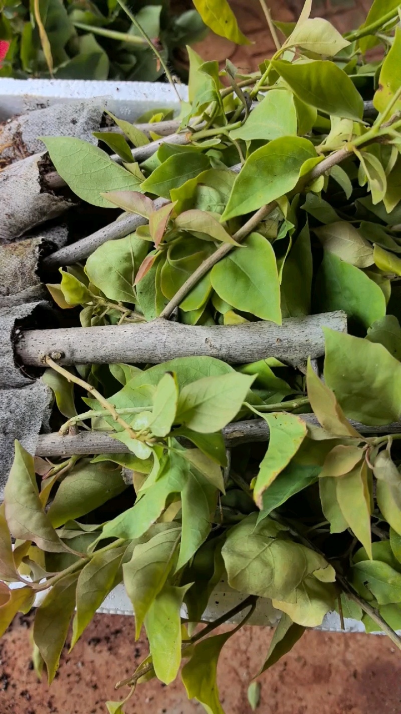 三角梅多品种四季开花树苗云南紫爬藤重瓣带原土绿樱庭院勤花