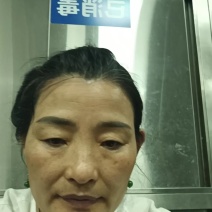 河南精品黄羽鹌鹑蛋减去胶框重量挑出次蛋颗颗精品足斤供应