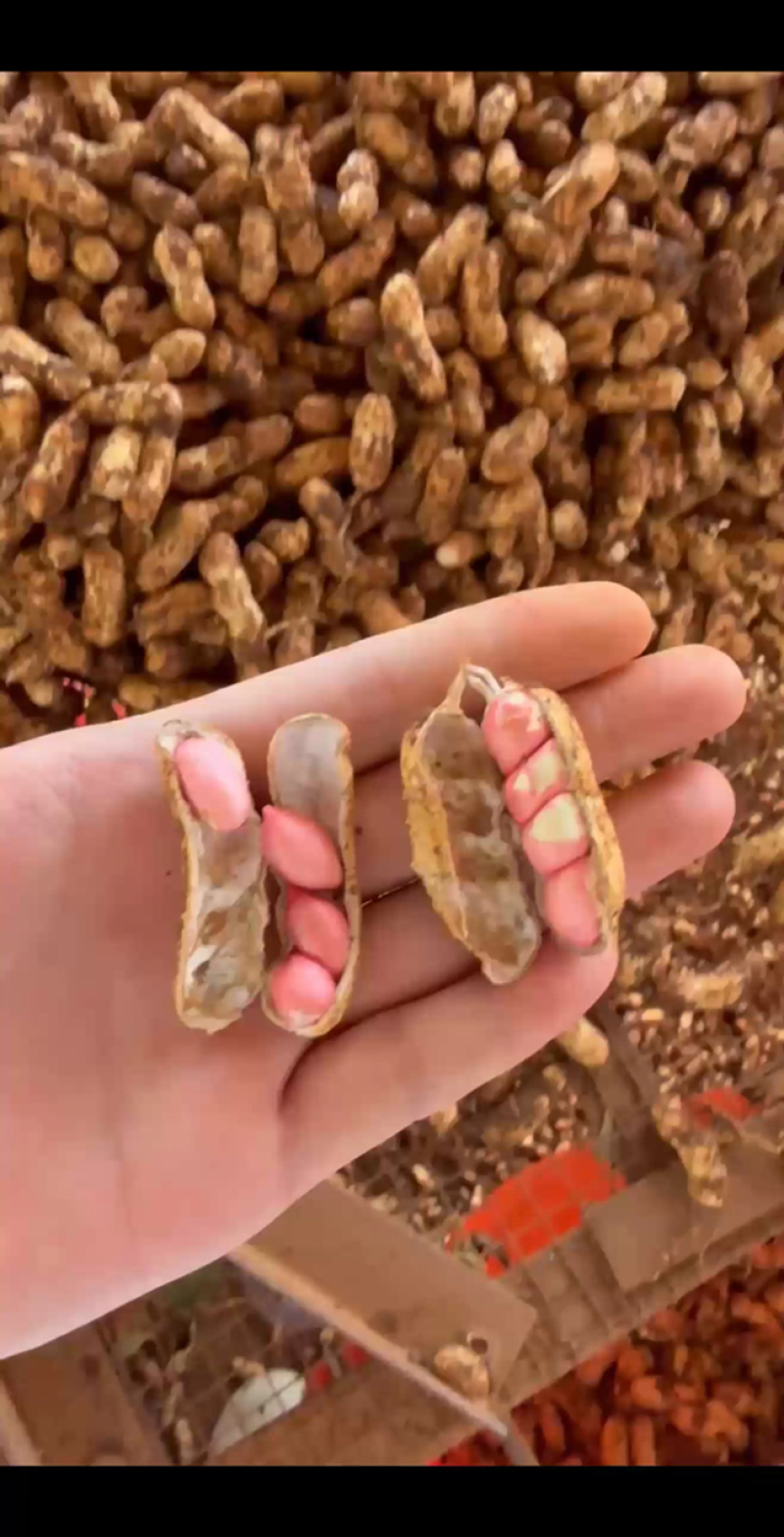 广东鲜花生四粒红现摘现发红衣花生